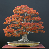 acero bonsai stile moyogi - eretto informale