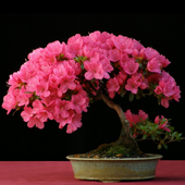 azalea bonsai stile eretto informale - moyogi