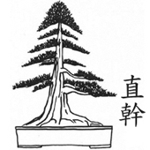 chokkan - bonsai eretto formale