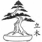 moyogi o tachiki lo stile bonsai eretto formale
